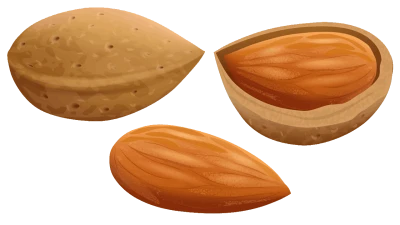 Almond Nut PNG – Transparent Background png