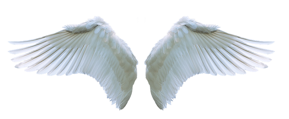 Angel Wings PNG – Transparent Background 16