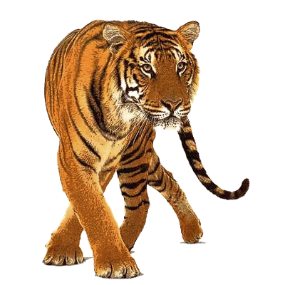 Animals PNG Collection – Transparent Background