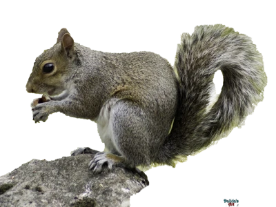 Animals PNG Collection – Transparent Background