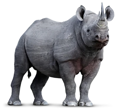 Animals PNG Collection – Transparent Background