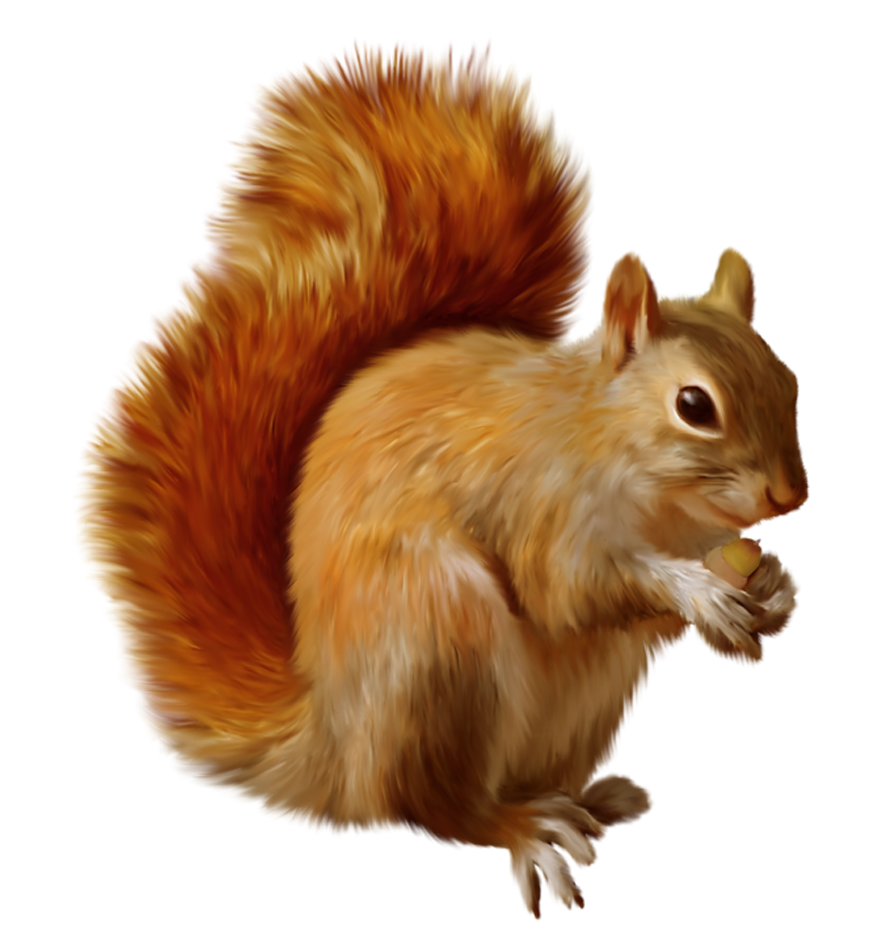 Animals PNG Collection – Transparent Background 18