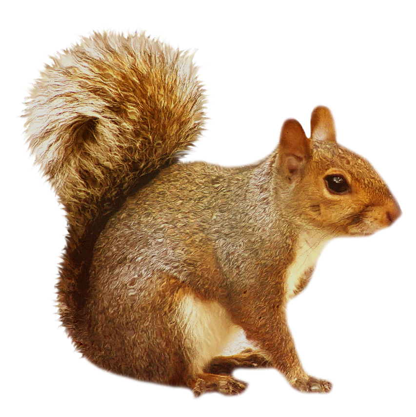 Wildlife Animals PNG – High Quality Images 2