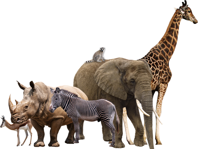 Wildlife Animals PNG – High Quality Images 4