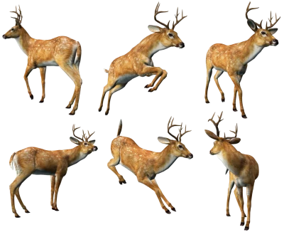 Wildlife Animals PNG – High Quality Images