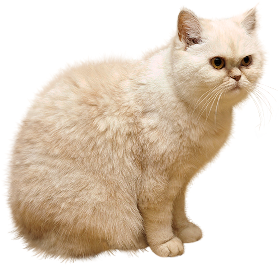 Wildlife Animals PNG – High Quality Images 9