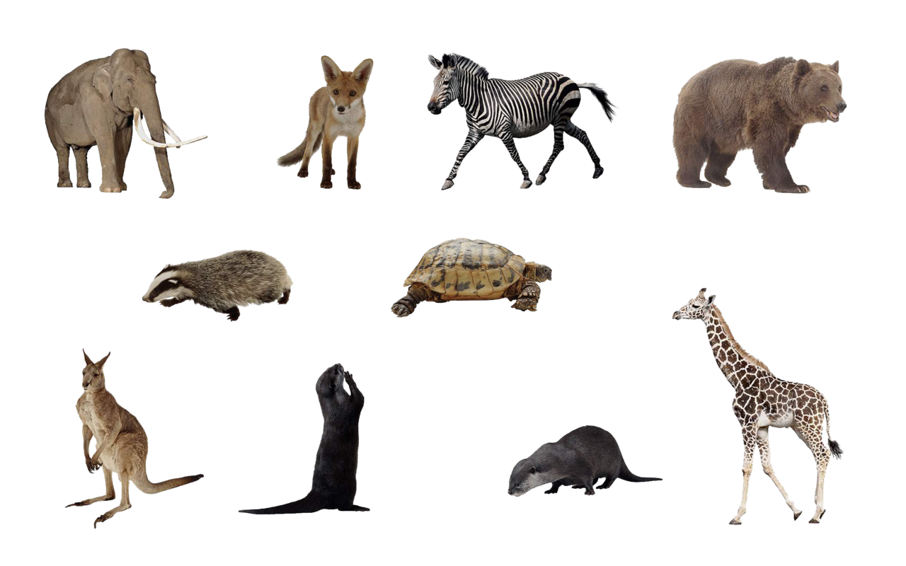 Wildlife Animals PNG – High Quality Images 10