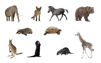 Wildlife Animals PNG – High Quality Images