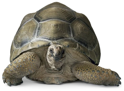 Wildlife Animals PNG – High Quality Images