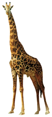 Wildlife Animals PNG – High Quality Images