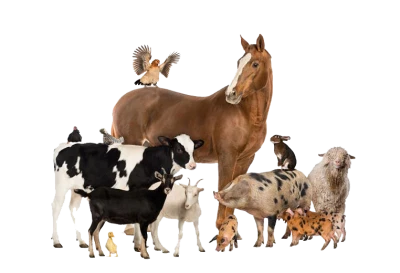 Wildlife Animals PNG – High Quality Images