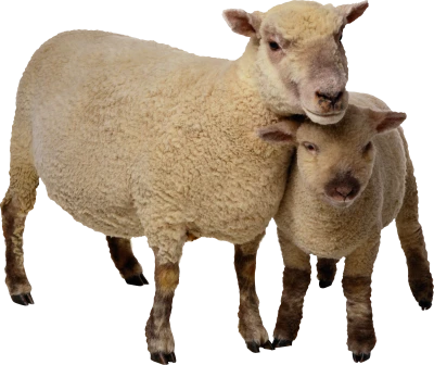 Wildlife Animals PNG – High Quality Images