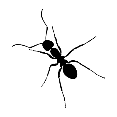 Ant PNG – Transparent Background