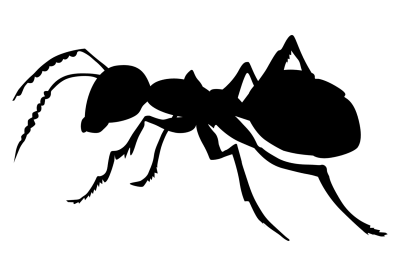 Ant PNG Transparent Image – Clear and Clean
