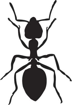 Ant PNG Transparent Image – Clear and Clean