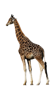 mammal, animals, giraffe png