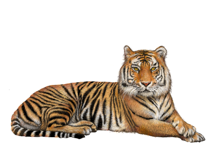 brown tiger, Tiger