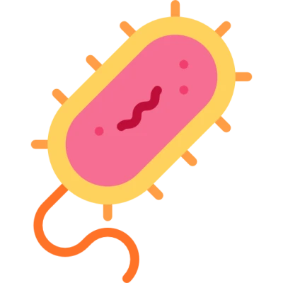 Microorganism Bacteria PNG Image