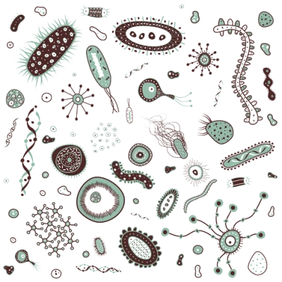 Bacteria PNG – Transparent Background