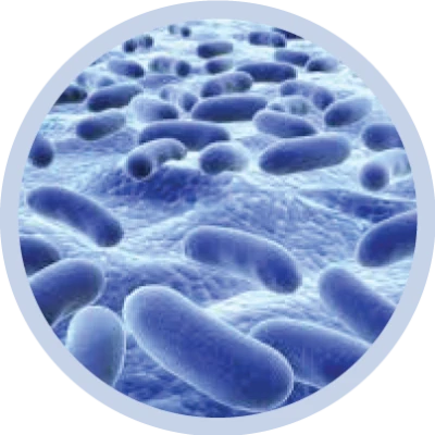 Bacteria PNG – Transparent Background