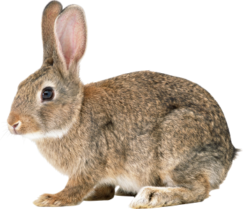 Domestic rabbit European rabbit