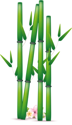 Bamboo PNG – Transparent Background
