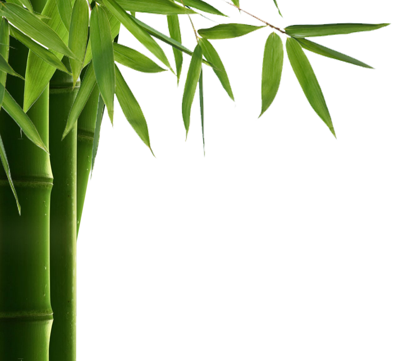 Bamboo PNG – Transparent Background 5