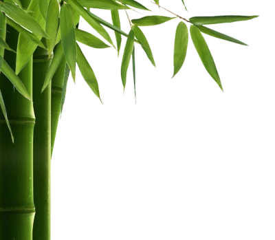Bamboo PNG – Transparent Background