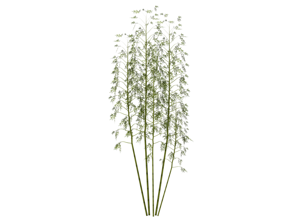 Bamboo PNG – Transparent Background 7
