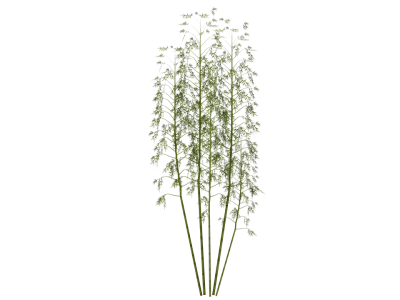 Bamboo PNG – Transparent Background