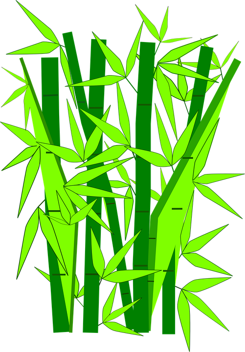 Bamboo PNG – Transparent Background 8