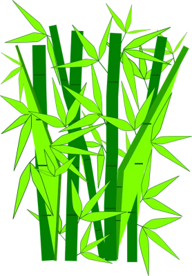 Bamboo PNG – Transparent Background