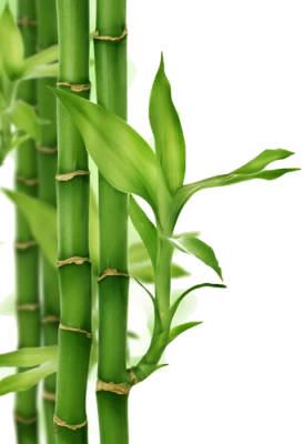 Bamboo PNG – Transparent Background