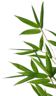 Bamboo PNG – Transparent Background