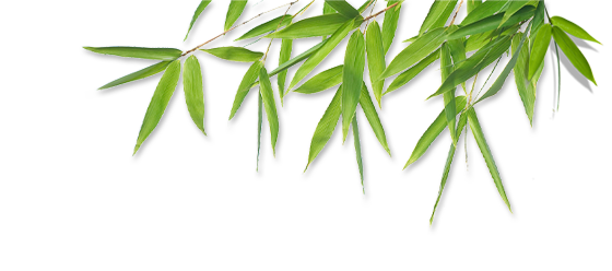 Bamboo PNG – Transparent Background 17