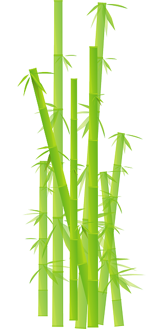 Bamboo PNG – Transparent Background