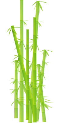 Bamboo PNG – Transparent Background