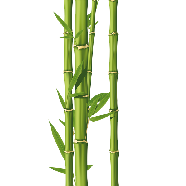 Bamboo PNG – Transparent Background 19