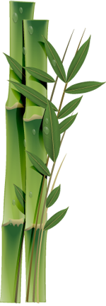 Bamboo Plant PNG Image – High Quality 2