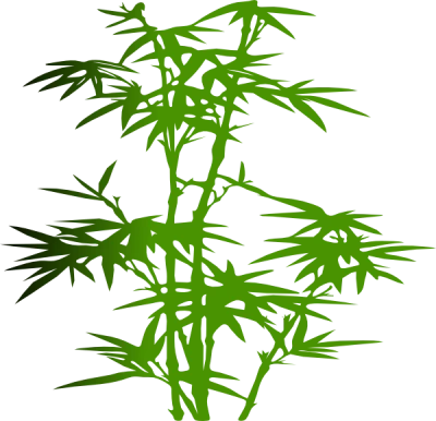 Bamboo Plant PNG Image – High Quality