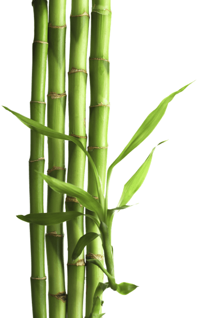 Bamboo Plant PNG Image – High Quality 5