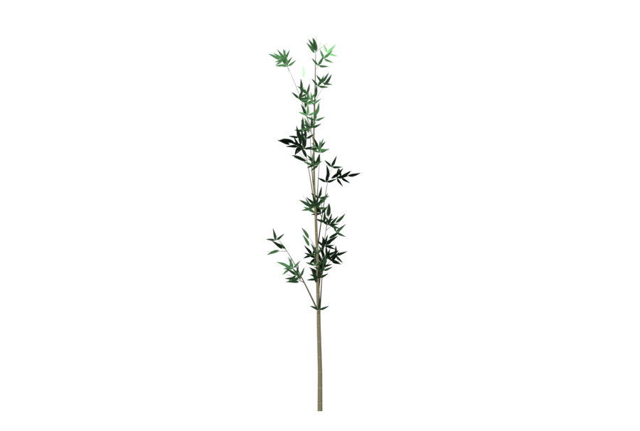Bamboo Plant PNG Image – High Quality