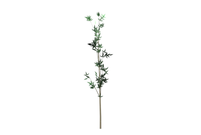 Bamboo Plant PNG Image – High Quality
