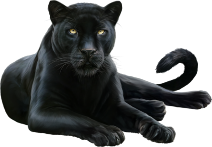 Black Panther, mammal