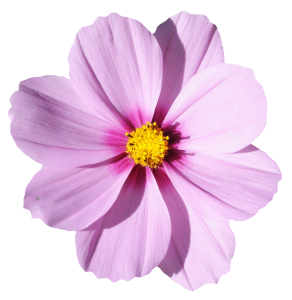 purple cosmos flower illustration