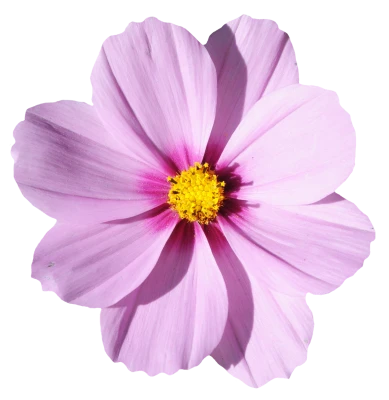 purple cosmos flower illustration