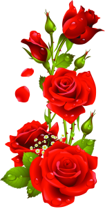 red roses illustration