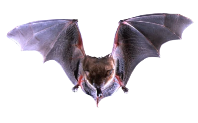 Halloween Bat PNG – Transparent Background