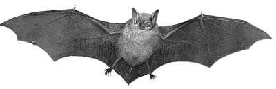 Halloween Bat PNG – Transparent Background