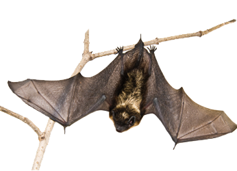 Halloween Bat PNG – Transparent Background 13
